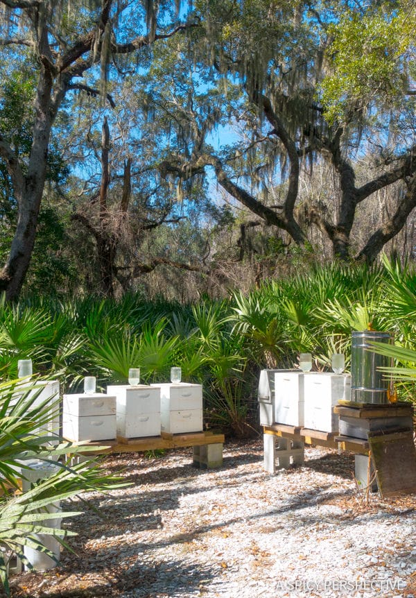 Omni Beehives - Visit Amelia Island, Florida | ASpicyPerspective.com