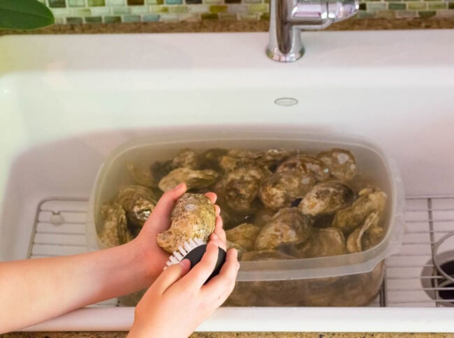 scrubbing oysters