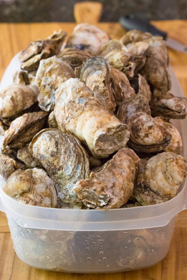 How to Shuck an Oyster - tub full of cleaned oysters