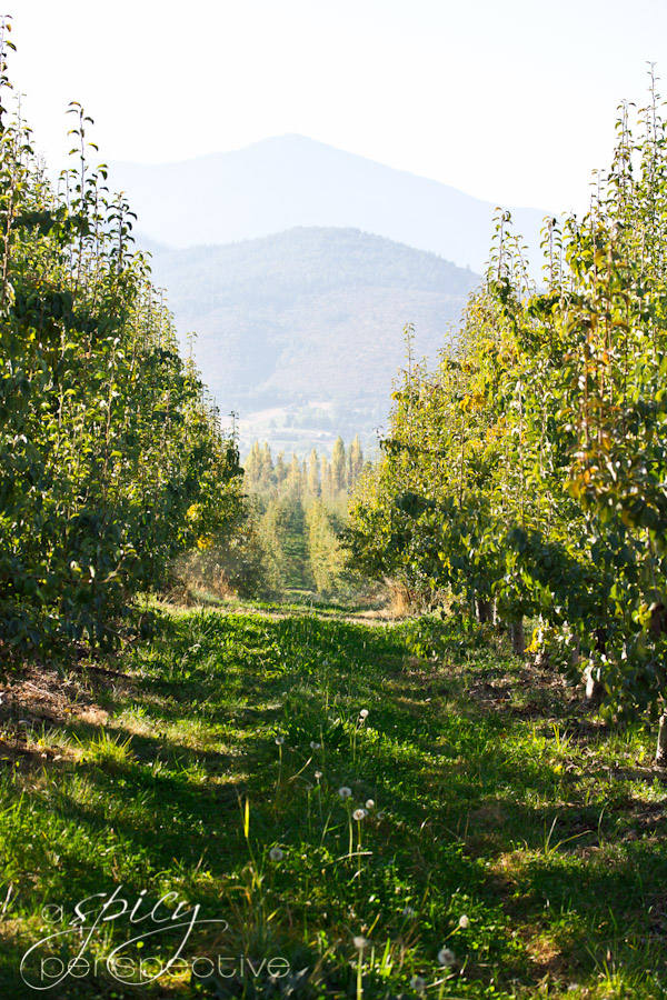 Harry and David Pear Orchard | ASpicyPerspective.com #Oregon #gifts #travel