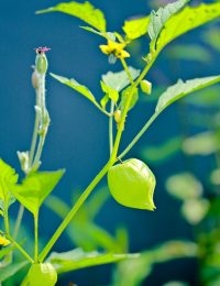 Tomatillo Plant